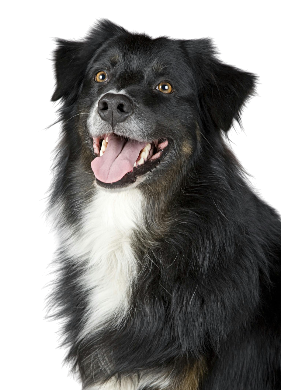 Dog Attack! Survival Tips To Keep You And Your Family Safe