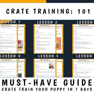 Crate Training 101