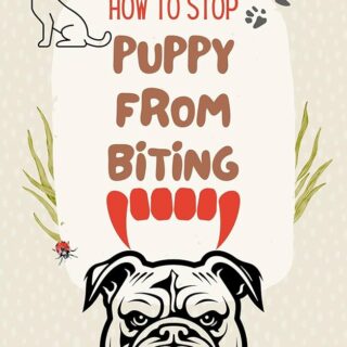 How to Stop Your Puppy or Older Dog from Biting